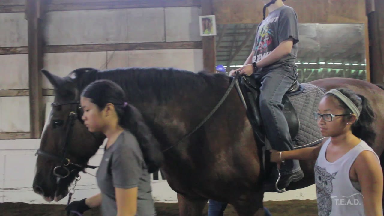 T.E.A.D. Equestrian Association for the Disabled